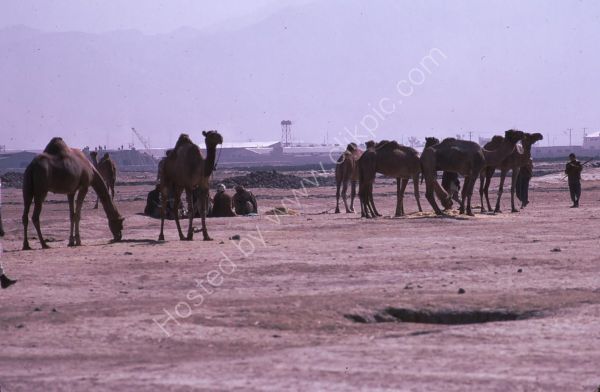 Camels, Camel Market, Kabul